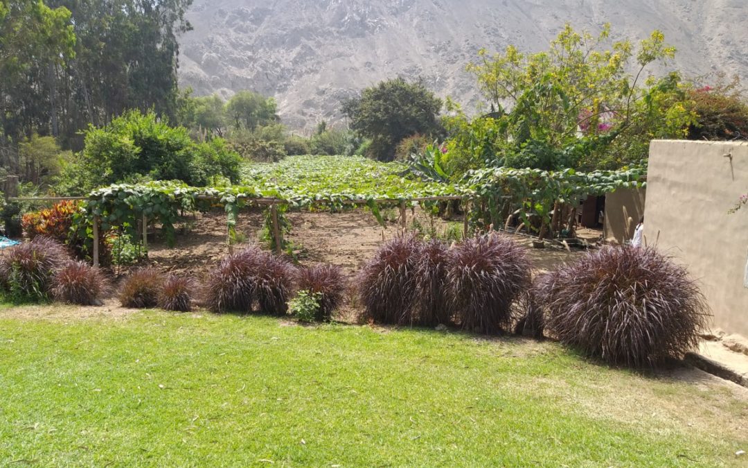 Dag twintig: afscheidsfeest in Cienequilla